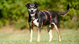 Ein dreifarbiger Hund mit einem roten Geschirr steht auf einer Wiese