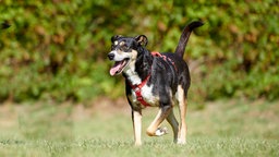 Ein dreifarbiger Hund mit einem roten Geschirr läuft hechelnd über eine Wiese