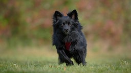 Kleine schwarze Hündin mit langem Fell und lila Geschirr 