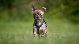 Mini-Hund mit braungestromtem Fell läuft über eine Wiese und schaut in Richtung Kamera 