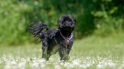 Ein schwarzer Hund mit langem Fell und rotem Geschirr steht auf einer Wiese