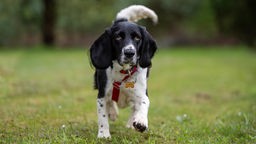 Schwarz-weißer Hund mit Schlappohrne und einem roten Halsband läuft über eine Wiese