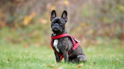 Ein mittelgroßer Hund mit dunkel gestromtem Fell auf einer Wiese 