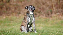 Ein braun gestromter Hund mit grünem Geschirr sitzt hechelnd auf einer Wiese