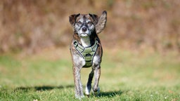 Ein braun gestromter Hund mit grünem Geschirr läuft über eine Wiese