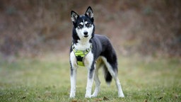 Hund mit schwarz-beigefarbenem Fell steht mit geneigtem Kopf auf einer Wiese 