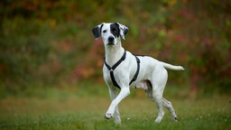 Hund mit weißem Fell und schwarzen Abzeichen läuft über eine Wiese und schaut in Richtung Kamera 