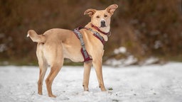 Ein Hund mit beige-weißem Fell steht auf einer mit Schnee bedeckten Wiese 