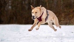 Ein Hund mit beige-weißem Fell auf einer mit Schnee bedeckten Wiese 