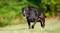 Ein schwarzer Hund läuft hechelnd über eine Wiese