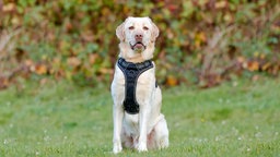 Ein Hund mit hellem Fell und schwarzem Geschirr sitzt auf einer Wiese und schaut in die Kamera 