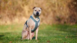 Ein großer beiger Hund mit grauem Geschirr sitzt auf einer Wiese