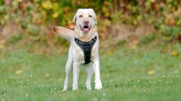 Ein Hund mit hellem Fell und schwarzem Geschirr steht auf einer Wiese 