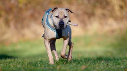 Ein großer beiger Hund mit grauem Geschirr läuft über eine Wiese