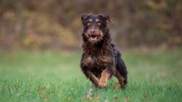 Ein Hund mit wuscheligem braunem Fell läuft über eine Wiese 