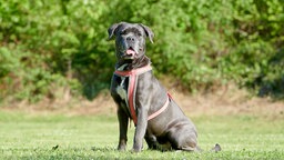 Großer grauer Hund mit weißem Abzeichen sitzt seitlich auf einer Wiese