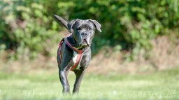 Großer grauer Hund mit weißem Abzeichen  läuft über eine Wiese