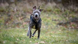 Ein blueline-farbener Hund läuft hechelnd über eine Wiese 