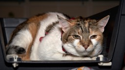 Weiße Katze mit Abzeichen sitzt in einer Transportbox 