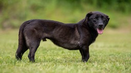 Hund mit schwarzem Fell steht seitlich auf einer Wiese und schaut in Richtung Kamera