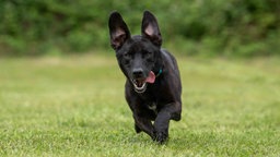 Hund mit schwarzem Fell läuft hechelnd über eine Wiese 