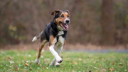 Ein Hund mit trikolorfarbenem Fell läuft hechelnd über eine Wiese 