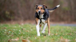 Ein Hund mit trikolorfarbenem Fell auf einer Wiese 