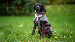 Ein Hund mit schwarzem Fell und weißem Abzeichen sitzt auf einer Wiese 