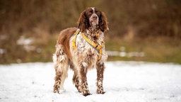 Ein Hund mit langem liver-belton-farbigen Fell auf einer mit Schnee bedeckten Wiese 