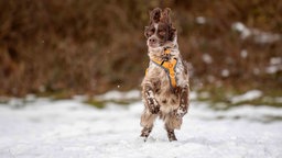 Ein Hund mit langem liver-belton-farbenen Fell auf einer mit Schnee bedeckten Wiese