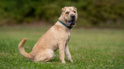 Ein großer Hund mit hellem Fell sitzt hechelnd auf einer Wiese 