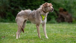 Großer hellbrauner Hund mit zotteligem Fell und einem gelben Geschirr steht seitlich auf einer Wiese