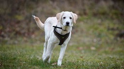 Hund mit weißem Fell läuft über eine Wiese 