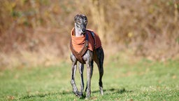 Ein braun-gestromter großer dünner Hund mit einem orangenen Mantel steht auf einer Wiese