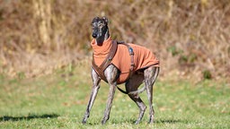 Ein großer dünner braun-gestromter Hund mit orangenem Mantel steht seitlich auf einer Wiese