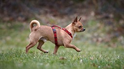 Kleiner Hund mit braunem Fell läuft über eine Wiese 