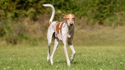 Großer schmaler Hund mit hellbraun-weißem Fell und rosafarbenem Geschirr steht auf einer Wiese 