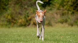 Große schmaler Hund mit hellbraun-weißem Fell läuft über eine Wiese und schaut in Richtung Kamera 