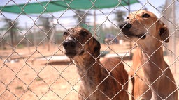 Zwei spanische Jagdhunde hinter einem Zaun.