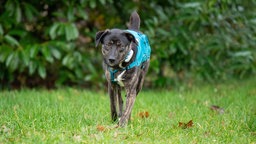 Ein großer dunkelbraun-weißer Hund mit blauem Geschirr läuft über eine Wiese