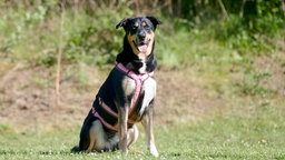 Grpßer dreifarbiger Hund mit lila Geschirr sitzt auf einer Wiese