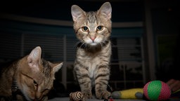 Grau getigerte Katze, links in der Ecke sieht man den Kopf einer weiteren Katze, der Hintergrund ist dunkel 