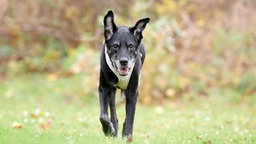 Ein Hund mit schwarzem Fell auf einer Wiese 