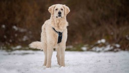 Ein Hund mit weißem flauschigem Fell steht auf einer mit Schnee bedeckten Wiese 