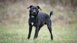 Hund mit schwarzem Fell und weißen Flecken steht auf einer Wiese 