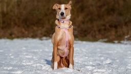 Eine Hündin mit braun-weißem Fell sitzt auf einer mit Schnee bedeckten Wiese 