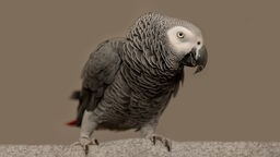 Ein grauer Papagei, der Hintergrund ist beige