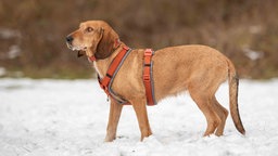 Eine Hündin mit rotblondem und rauhhaarigem Fell steht seitlich auf einer mit Schnee bedeckten Wiese 