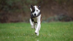 Braun-weißer Hund mit dunklem Geschirr springt über eine Wiese