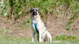 Großer beiger Hund mit dunkler Maske und blauem Geschirr sitzt auf einer Wiese